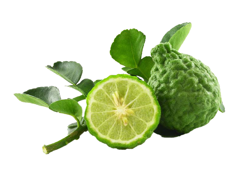 CAM BERGAMOT