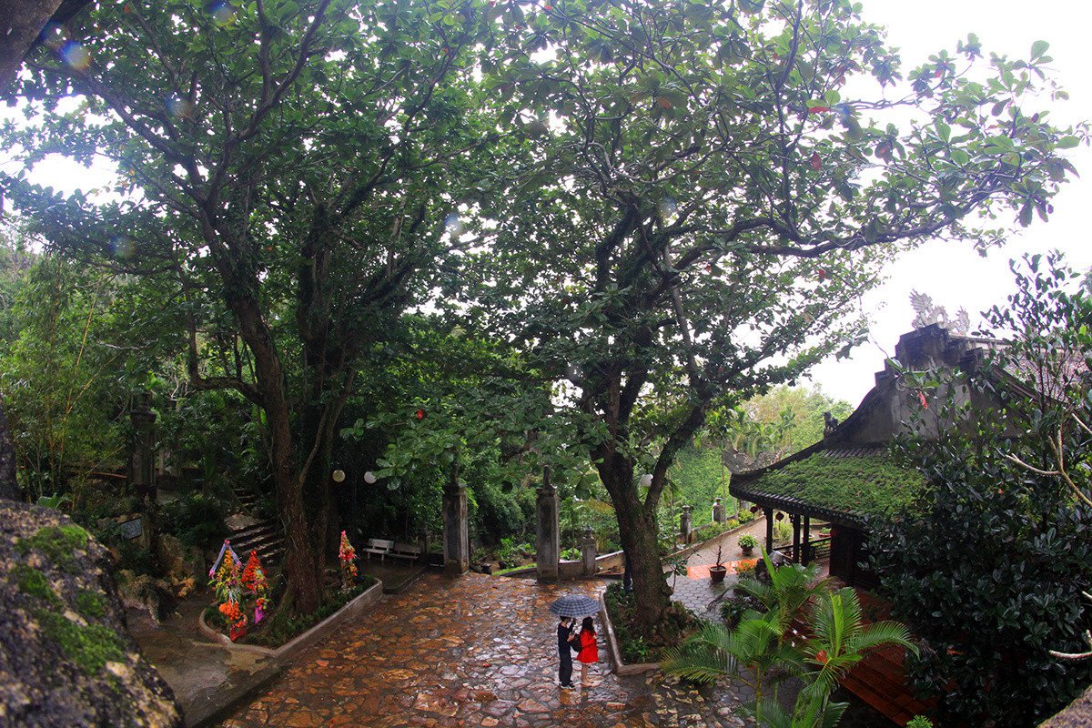 7 cây di sản trên núi Ngũ Hành Sơn (Đà Nẵng)