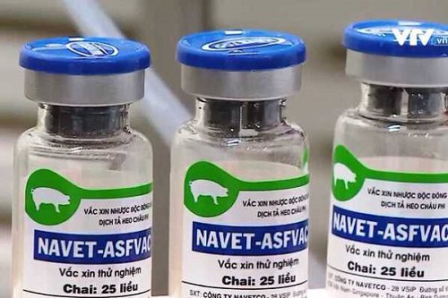 Việt Nam là nước đầu tiên trên thế giới có vaccine thương mại Dịch tả lợn Châu Phi