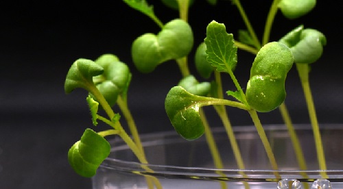 Phát triển thành công kỹ thuật quang hợp nhân tạo cho cây trồng