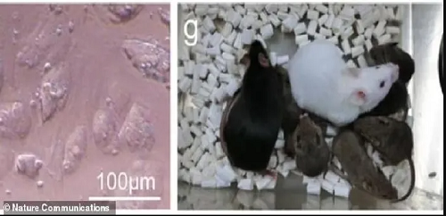 Nhật Bản nhân bản thành công con chuột từ tế bào da đông lạnh