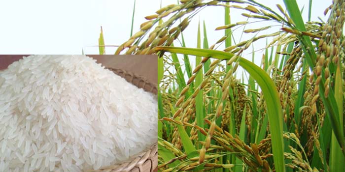 Điều gì khiến gạo lài Campuchia mê mẩn người ăn?