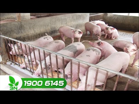 Thị trường nông sản cuối tuần: Giá lợn hơi biến động | VTC16