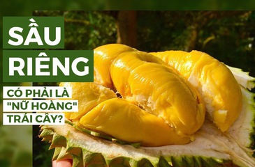 8 ưu điểm vượt trội khiến cho sầu riêng được đặt mỹ danh là "nữ hoàng" trái cây nhiệt đới