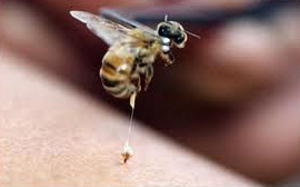 Tinh chất nọc ong