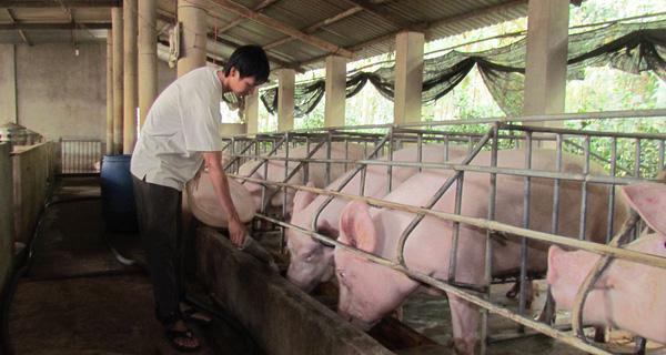 30.000 tỷ đã được ngân hàng giải ngân vào nông nghiệp công nghệ cao