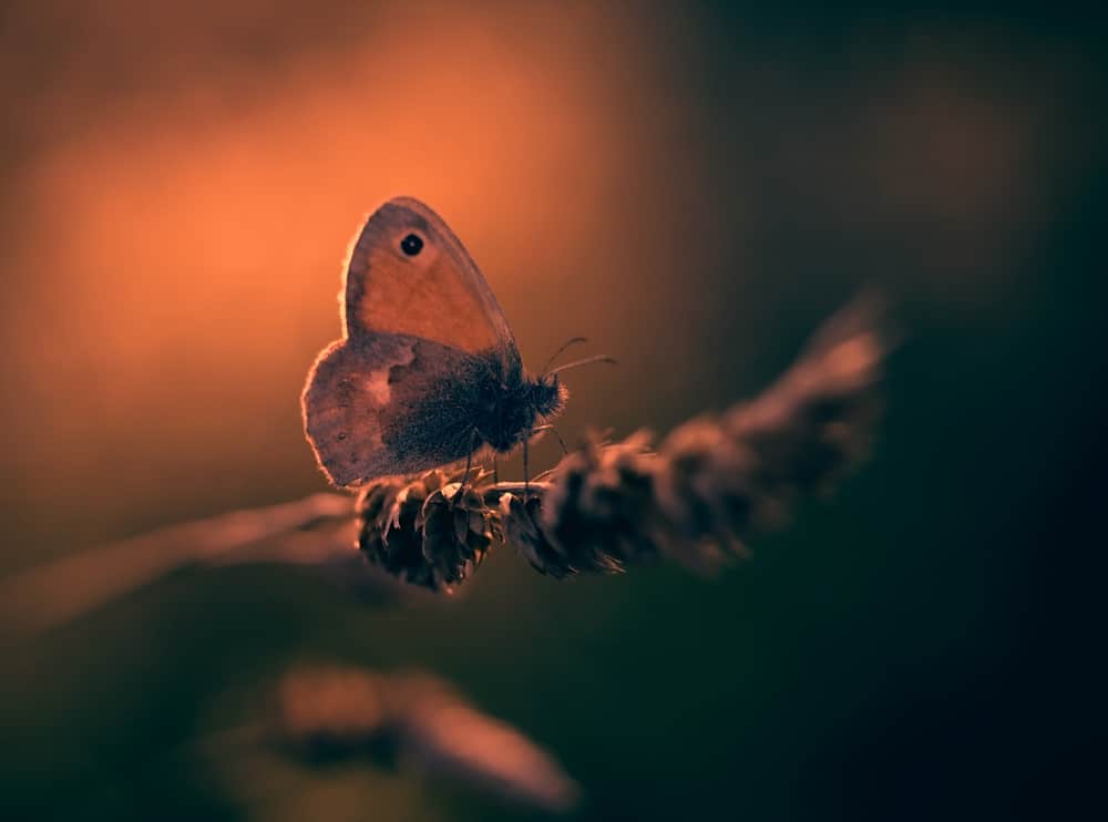 Hiệu ứng cánh bướm trong tâm lý ứng dụng thế nào?